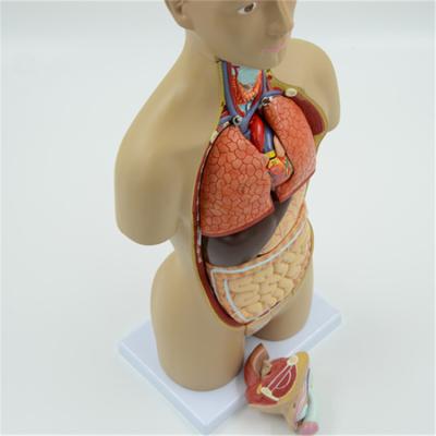 China Human Medical College Torso Model 45cm Size 16 Parts Anatomical Demonstration for sale