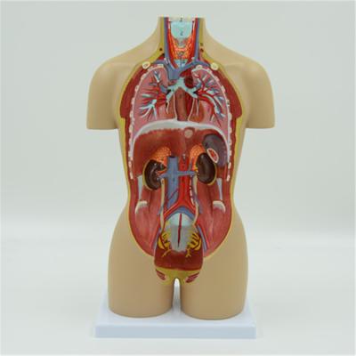 China Anatomical Model PVC Advanced Reliable Quality Silicon Torso Anatomical Model for sale