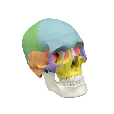 China PNT-0153 Advanced PVC 3 Part Colorful Skull Model Skeleton Model for sale