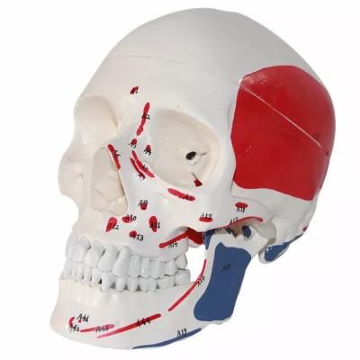 China PVC PNT-0151 Advanced Life Size Adult Muscle Skull Model Advanced PVC for sale