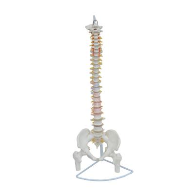 China Medical Science Advanced PVC Anatomical Model PNT-0121 Anatomical Model for sale