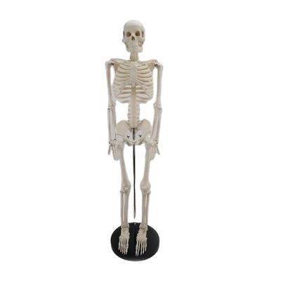 China PNT-0106 85cm PVC Advanced Human Skeleton Model Anatomical Model for sale