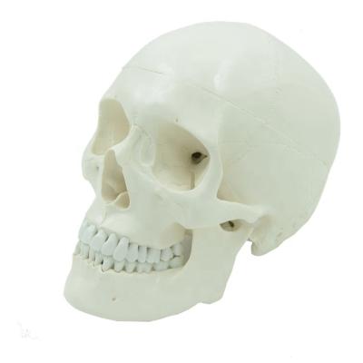 China PNT-0150 Human Skull PVC Advanced Classical Medical Science Model for sale