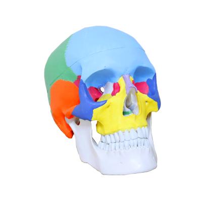 China PNT-0153 Advanced PVC Colored Life Size Plastic Medical Anatomical Human Skull Model For Sale for sale