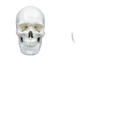 China Various 3 Piece Advanced Life-Size Classical Education PVC PNT-0152 FO Human Skull Model for sale