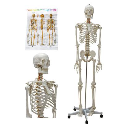 China High Quality Advanced PVC Marked Human Skeleton for Hospital for sale