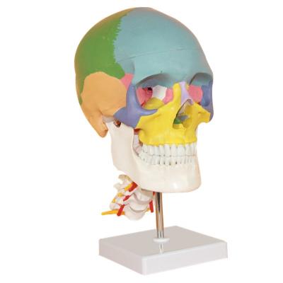 China Advanced Professional Plastic PVC Skull Model For Hospital PNT-0154P for sale