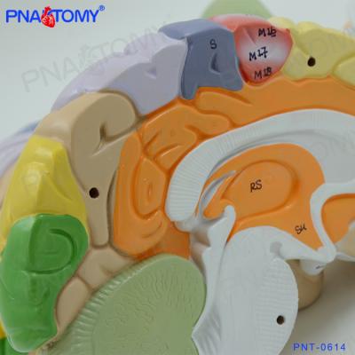 China PNT-0614 Advanced PVC Enlarged Human Mind Model Anatomical Model for sale