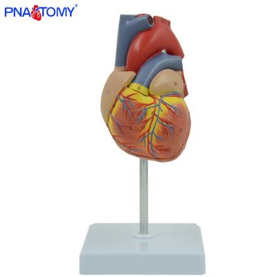 China Detachable Human Model Medical School Educational Medical Science Anatomical Heart Anatomy Model Medical School Models Anatomical Demonstration for sale