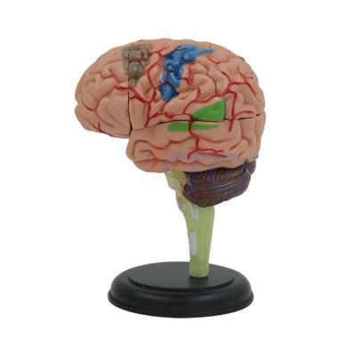 China PVC PNT-0613 4d anatomical model of human brain advanced cerebellum model brain for sale