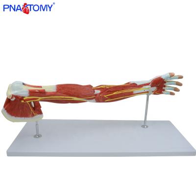 China Anatomical Demonstration Human Upper Limb Muscle Model PNT-0331 for sale