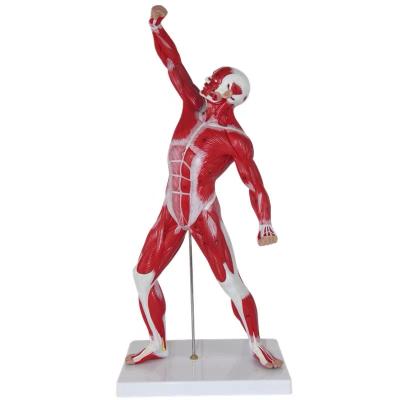 China PNT-0341 Advanced PVC Customized Half Life Size Human Muscle Model For Medical Use for sale