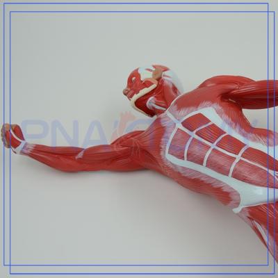 China PVC PNT-0341 Advanced Professional Human Muscle Models For Hospital for sale