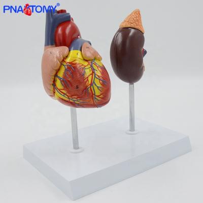 China Anatomical Human Urinary System Anatomy Model Heart and Kidney Detachable Circulation System Anatomical Model Demonstration for sale