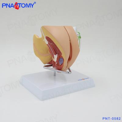 China PVC PNT-0582 Advanced Life Size Female Genitalia Model Advanced PVC for sale