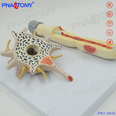 China Advanced PVC PNT-0640 2500 Times Enlarged Neuron Model Nervous System for sale