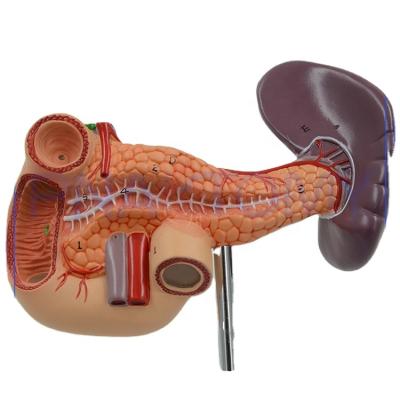 China PVC Advanced Life Size Pancreas Anatomical Model For Human for sale