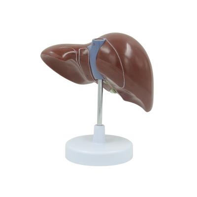 China Anatomical Demonstration Liver Human Medical Gift Model for sale