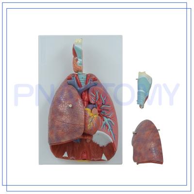 China PVC PNT-0430 Larynx Heart and Lung Model 7 Parts Advanced Life Size for sale