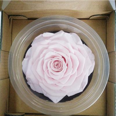 China Rose Head For Ornament Everlasting Natural Flower Preserved by 9-10cm Touch for sale