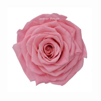 China Natural Touch 9-10 cm Preserved Pink Long Stem Roses for sale