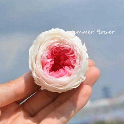 China Touch 4-5cm Natural Preserved Flower Austin Roses For Making Key Chain Rose Glass for sale