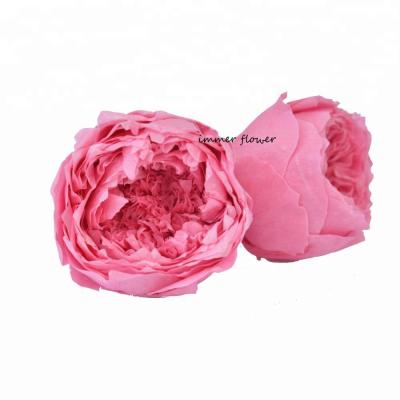 China Natural Touch Bulk Wholesale Austin Rose Preserved 4-5 Cm Austin Rose Head for sale