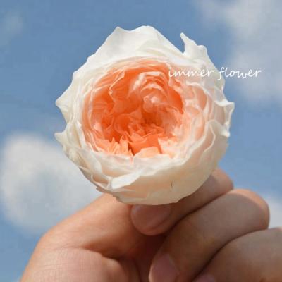 China Wholesale Natural Touch Austin Rose Directly Preserved For Decoration for sale