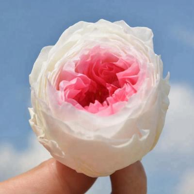 China Best Natural Contact Online Export Sell Austin Roses Flowers Preserved Fresh For Main Chain for sale