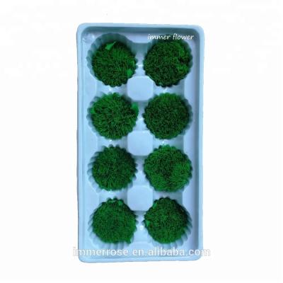 China China Beautiful Touch Carnation Green Natural Carnation Preserved Flower Wholesale for sale