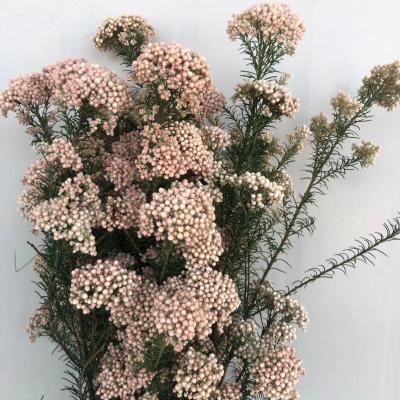 China Contact Natural Dry Flower Preserved Millet Flower Bouquet Wholesale for sale