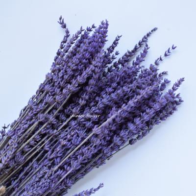 China Natural Touch Lavender Preserved Lavender Wholesale Decorative Stabilized Flower for sale