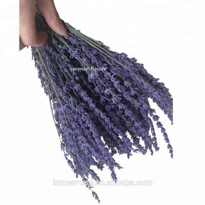 China Natural Touch High Quality Preserved Natural Lavender Dry Lavender Flower With Good Smell for sale