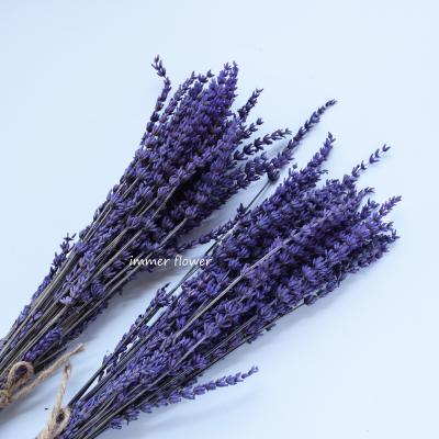 China Lavender flower preserved by dry lavender flower by natural contact for sale