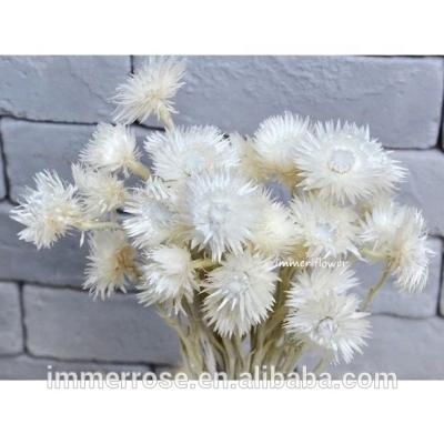 China Touch Natural Pasque Flower Preserved Dried Flower Pasque Flower Wholesale From China for sale