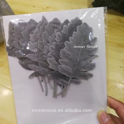 China Natural Flower Touch Preserved Dried Dusty Miller Leaves For Decoration for sale