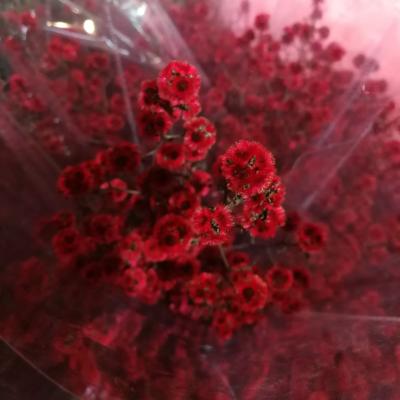 China Hot sale australia natural touch preserved flower group small maoqiu flowers for sale