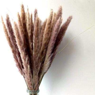 China 15pcs/set Natural Reed Flowers Bouquets Natural Dry Pampas Grass for Home Table Decoration for sale