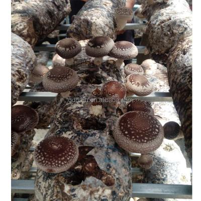 China Premium Fresh Shiitake Mushroom 808 Fresh Cultivated Shiitake Mushroom Log for sale