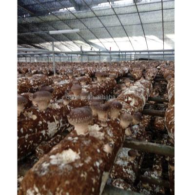 China Fresh mushroom log to be planted in 8-28degree for sale