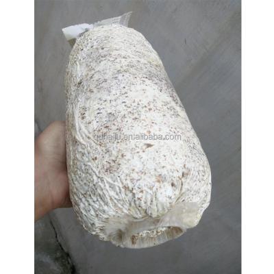 China Large production yield rate fresh oyster cultured spawn for sale in China for sale