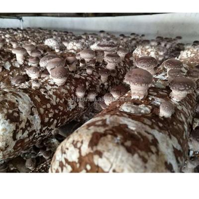 China Fresh Growing Shiitake Mushroom Oak Wood With Factory Wholesale Price for sale