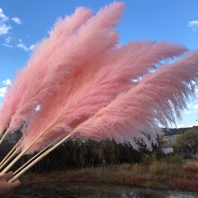 China 100% Natural Dry Pampas Grass Decorative Dry Bulrush Large For Wedding Flower Christmas Valentine Bag Halloween Easter OEM for sale