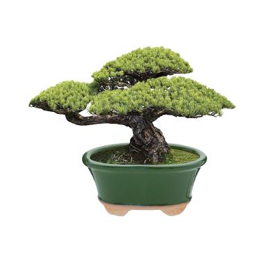 China Succulents Ceramic Pot Cartoon Outdoor Glazed Decorative Indoor Garden Bonsai Planter For Green Oval Container Small Dwarf Trees Plants for sale