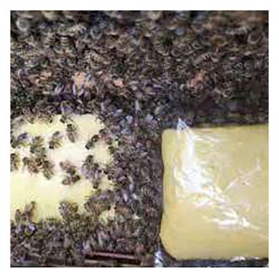 China Feed Manufacturer Customized Bee Feed Sugar For Bee Feed for sale