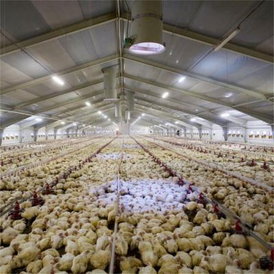 China Poultry Shed Construction Safe and Durable Poultry Shed Construction Roof Steel Structure Chicken House for sale