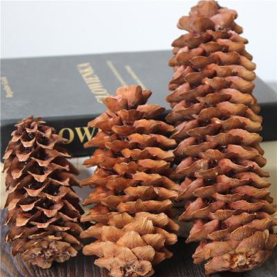 China Gmelinii Small Larix Christmas Pendant Decoration Eco - Friendly Dried Flower for sale