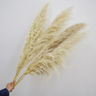 China Dry Pampas Grass 1.5m Length Wedding Artificial Natural Dry Decorative Pampas Grass for sale