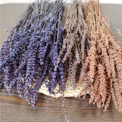 China Lavender flower preserved by dry lavender flower by natural contact for sale