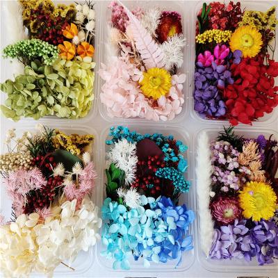 China Mixed Box Diy Flower Craft Decoration Color Box Enternal Dry Flowers And Plants Artificial Dried Flowers And Plants Diy Accessories Jewelry Frame Dry Flowers for sale